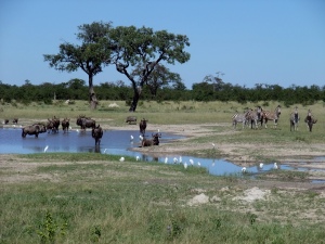 Gnous et zèbres au parc Chobe, Botswana